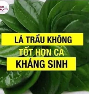 Dung dịch vệ sinh phụ nữ I'M Nature