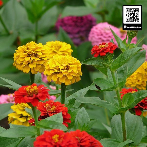 Hạt giống hoa cúc lá nhám (cúc nhi nhám)