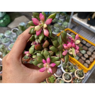 [HOT] SEN ĐÁ HỒNG SAO BỤI 6CM
