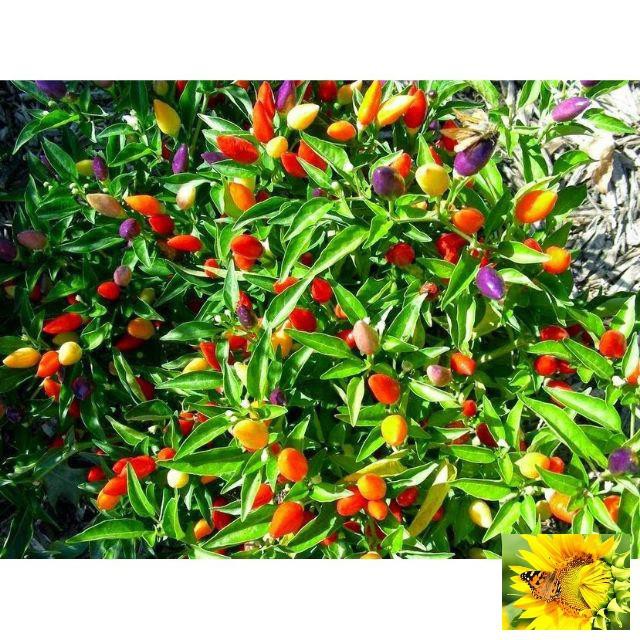 Hạt giống Ớt ngũ sắc (20 hạt)