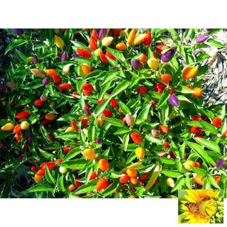 Hạt giống Ớt ngũ sắc