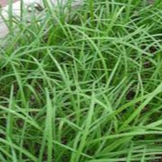 1gram HẠT GIỐNG HẸ