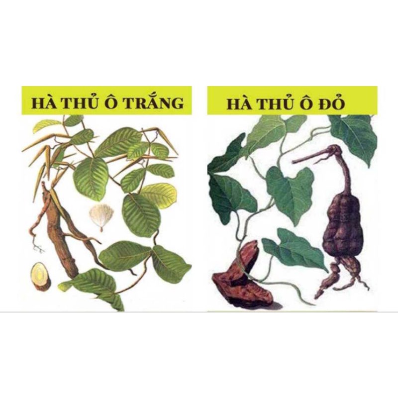Cây Hà Thủ Ô Trắng
