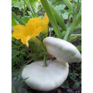 gói 10 hạt giống bí đĩa bay