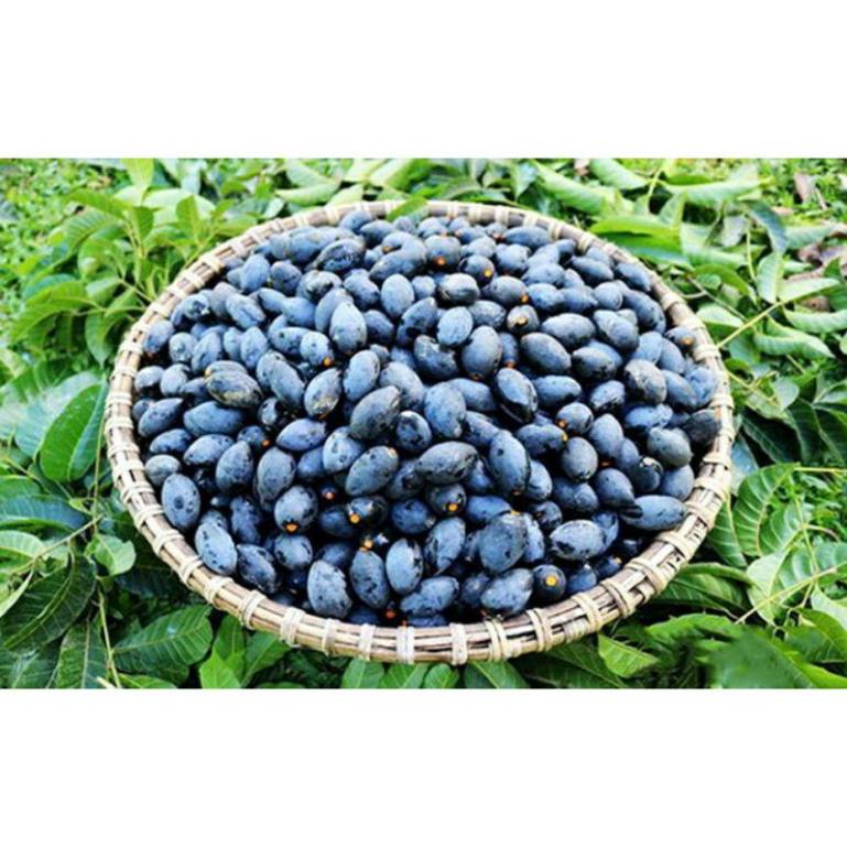 GIỐNG CÂY TRÁM ĐEN GHÉP CHO QUẢ SAU 2 NĂM .