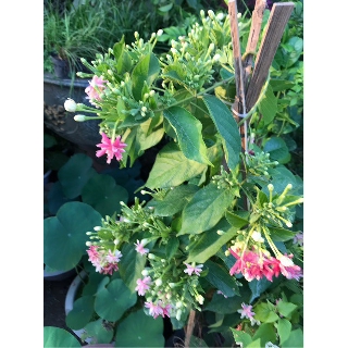 Cây hoa sử quân tử cao 90cm-1m2 trưởng thành đang ra hoa