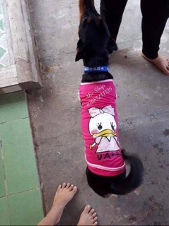Áo thun Daisy và Donald