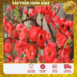 HẠT GIỐNG CÂY MAI ĐỎ NHẬT -HG NGA