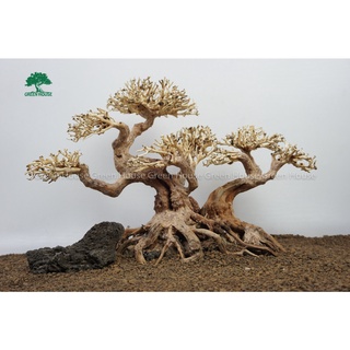 Lũa bonsai bám đá - Lũa thủy sinh dùng trang trí hồ cá cảnh, hồ thủy sinh, văn phòng, nhà cửa (GH-BSR/24)