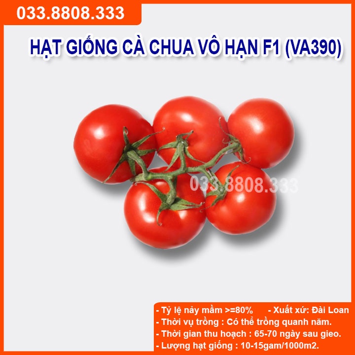 Hạt giống Cà Chua Vô Hạn (VA.390) gói 2.000 Hạt - Năng Suất Cao Kháng Bệnh Tốt