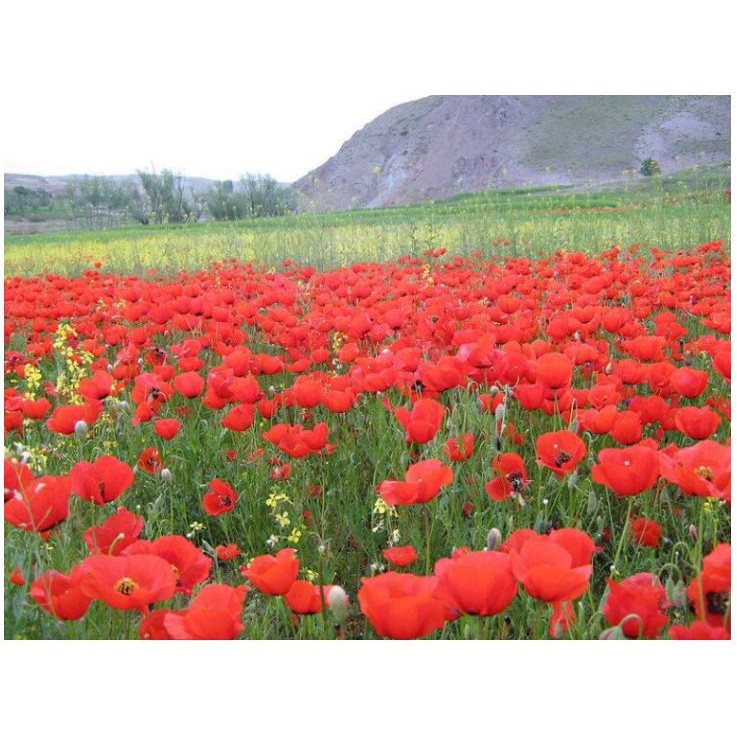 50 Hạt Giống hoa Ngu Mỹ Nhân được coi là tuyệt sắc giai nhân