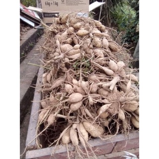 Củ hoa thược dược kép mix màu