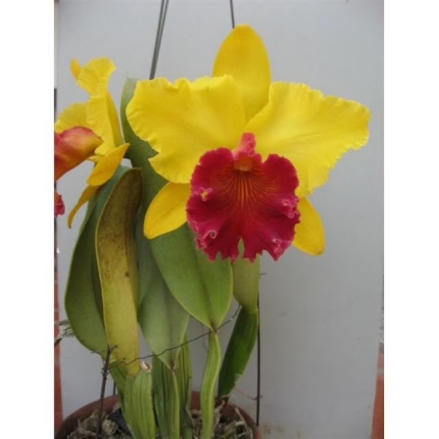 Lan cattleya chọn màu cây trưởng thành sắp hoa