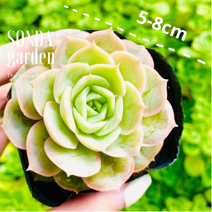 Sen đá ngọc bích SONDA GARDEN size bé 5-8cm, xuất xứ Đà Lạt, khoẻ đẹp, lỗi 1 đổi 1