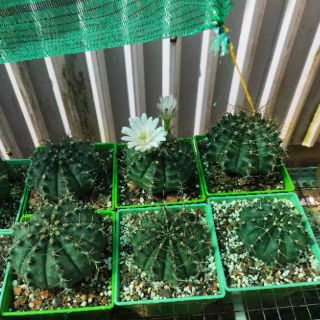 3 Cây Xương Rồng Gymno