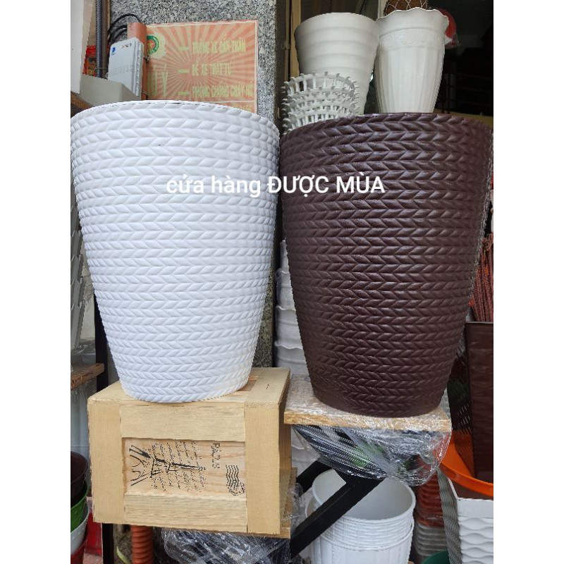 chậu bông lúa size lớn cao 42cm.