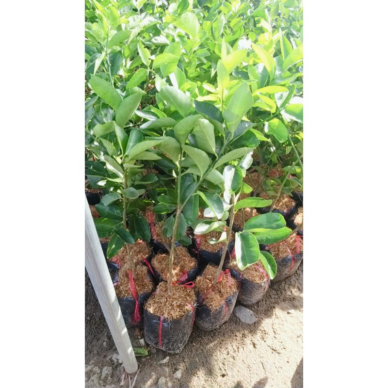 CÂY GIỐNG CHANH KHÔNG HẠT TỨ QUÝ