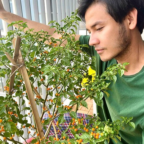Hạt giống ớt Charapita - Peru đắt nhất thế giới F1 - Yêu cầu làm đúng theo công thức ươm hạt