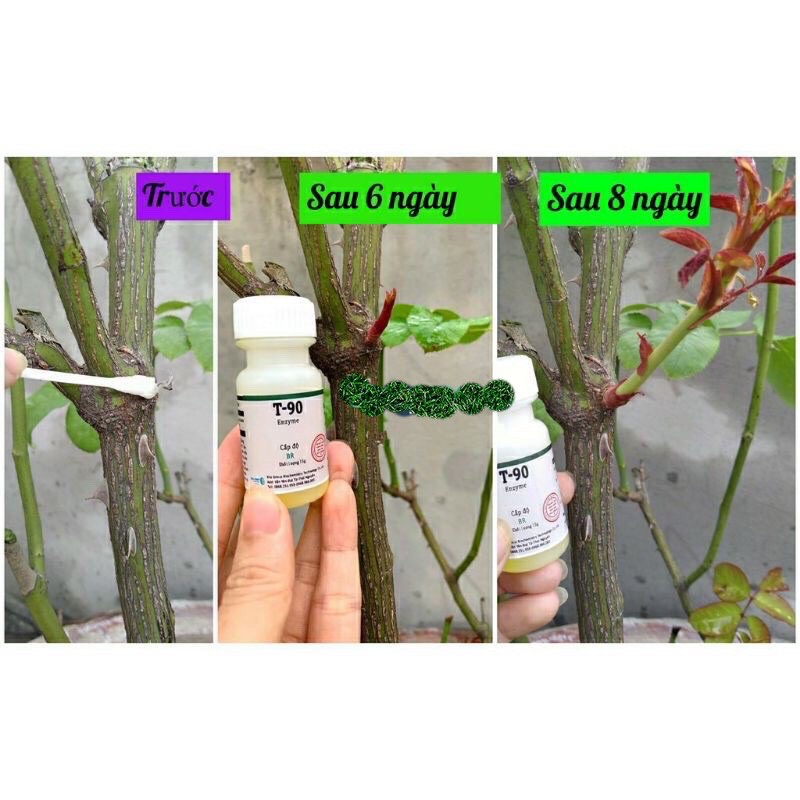 Siêu kích mầm T90 / chuyên dùng cho Hoa Hồng, Mai, Phong Lan 🌱