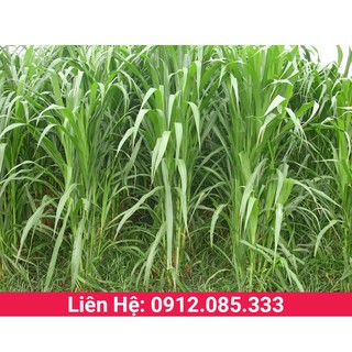 Cỏ ngọt lai siêu năng suất - giống cỏ chăn nuôi dành cho trâu, bò, dê, cừu, cá... gói 100g