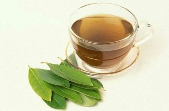 Cây Vối nếp cây cao