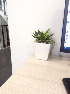 Cây lưỡi hổ