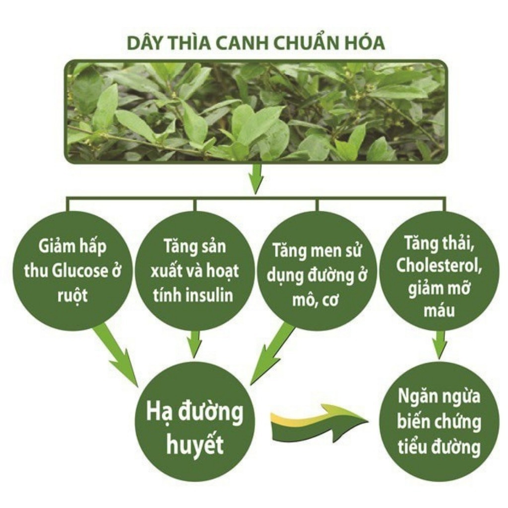 [Mã 267FMCGSALE giảm 8% đơn 500K] Trà Thìa Canh Thái Hưng Khắc Tinh Của Tiểu Đường 25 Túi Lọc 125g Thảo Dược Từ Rừng VN | BigBuy360 - bigbuy360.vn