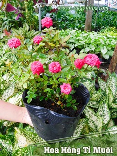 Hoa hồng tỷ muội(4màu)
