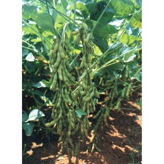 5h Hạt Giống Đậu Nành Edamame Ngọt Đậu To - BeSweet (Glycine max)