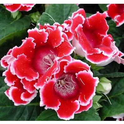 ạt giống hoa Tử la lan - Nảy mầm tốt - Tặng kèm 1 gói bón lá và 1 gói kích nảy mầm, có tờ hướng dẫn trồng Chưa Có Đánh G