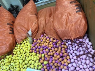 Trứng hatchimals