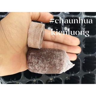 [HÀNG CHUẨN LOẠI 1] VIÊN NÉN MỤN DỪA ƯƠM HẠT GIỐNG