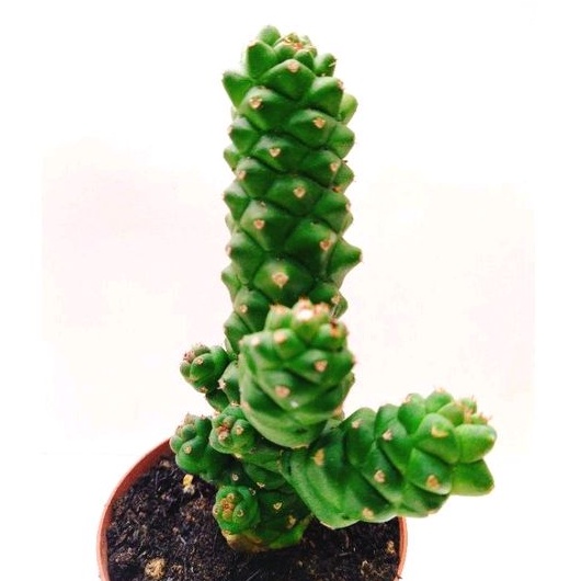 Xương rồng euphoria