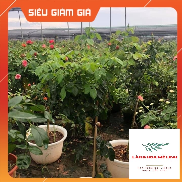 Hoa hồng ngoại tree thân gỗ  Red Apple rose –[SẮC ĐỎ NGUYÊN  BẢN] đẹp hoàn mĩ,sai hoa và cực lâu tàn