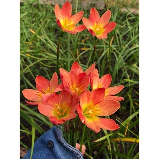 Củ huệ mưa Krakatau