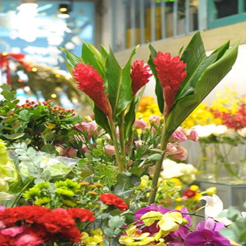 Cây hoa hạnh phúc - cây cảnh trong nhà