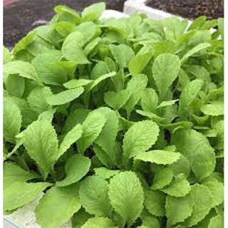 20gram HẠT GIỐNG CẢI XANH ĂN NON