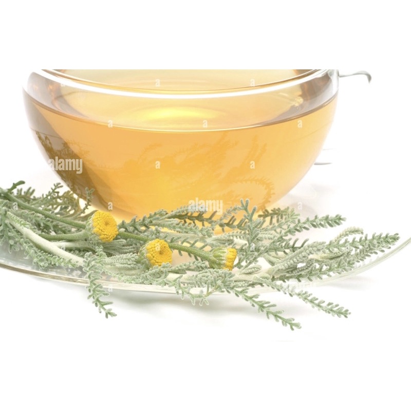 Santolina/cotton lavender