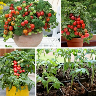 Hạt giống cà chua bi lùn đỏ - 30 hạt tặng kèm 3 viên nén ươm hạt - HGT