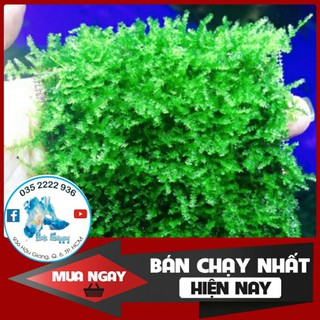 Rêu Minitaiwan - Rêu Thủy Sinh Dán Lũa Bonsai | Rêu Peacock - Taiwan - XMas - Spinky