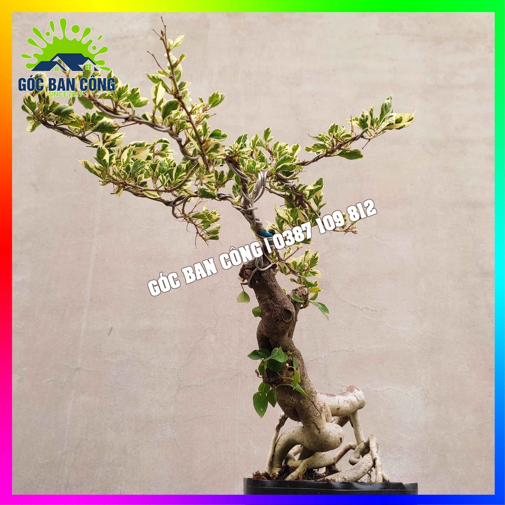 Cây Hoa Giấy Mỹ Ghép Cẩm Thạch Bonsai Mini - HGCT2