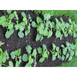 (25 hạt)Hạt giống bí siêu ngọn F1 dễ trồng năng suất cao chống sâu bệnh-Tổng kho hạt giống giá rẻ