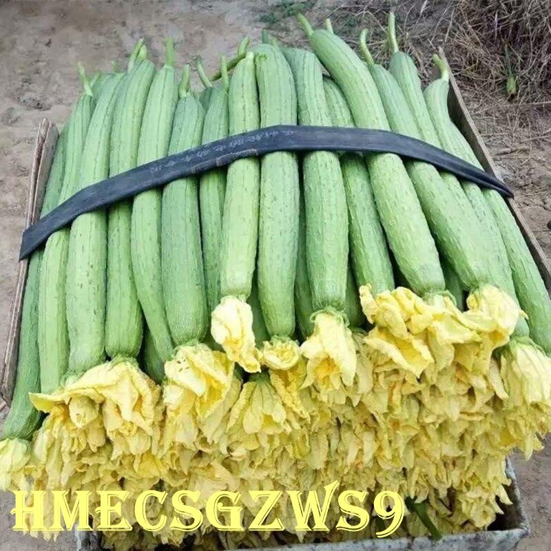 Hạt giống mướp hương quả dài  Tỷ lệ nảy mầm lên đến 90% 10h
