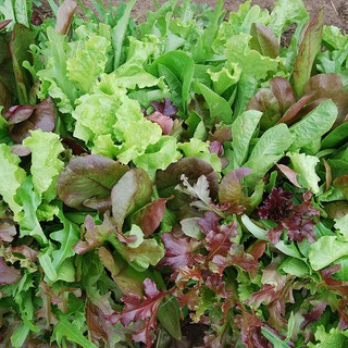 Hạt Giống Xà Lách Oakleaf (Sồi Tím) 2gr