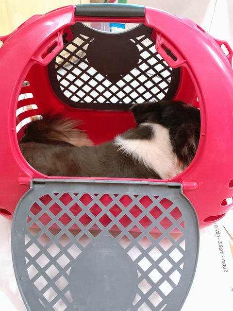 Lồng vận chuyển thú cưng