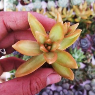 Sen đá cam vĩ - Sen trang trí phòng làm việc, bàn làm viêc