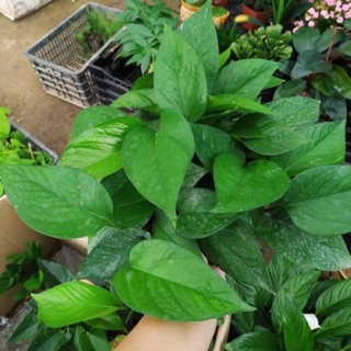 Trầu bà treo vạn niên thanh