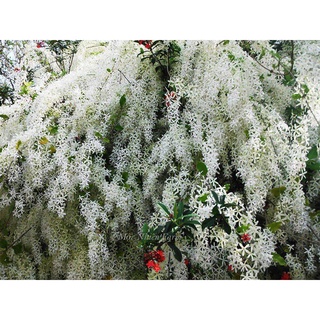 mai xanh thái bông trắng