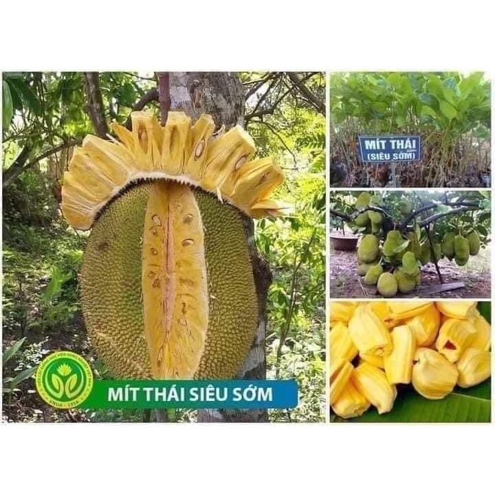 Cây Giống Mít Thái Siêu Sớm Changai Siêu Ngọt