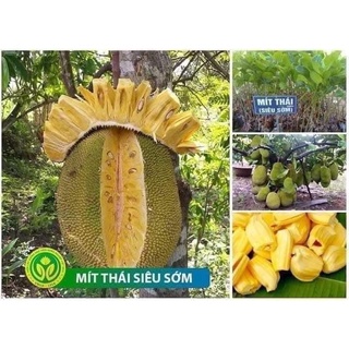 Cây Giống Mít Thái Siêu Sớm Changai Siêu Ngọt